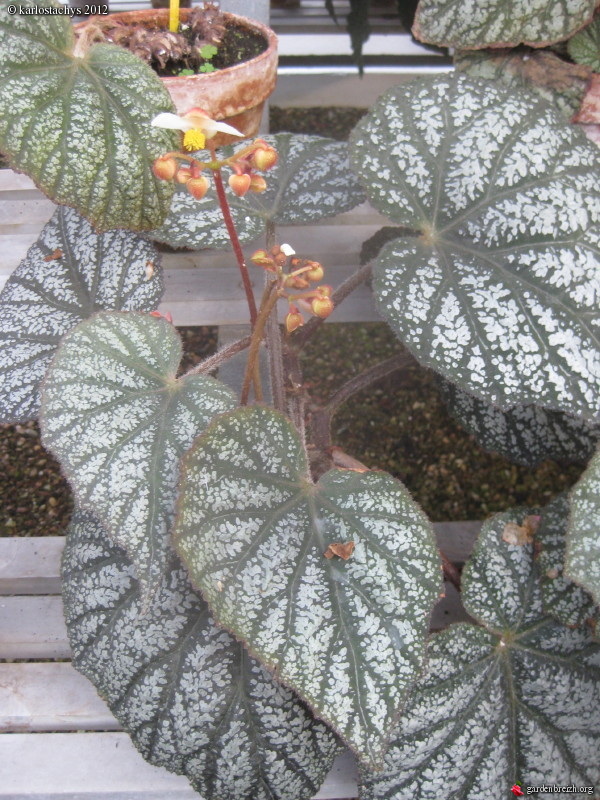 B. ‘Ross’ Remarkable Rex’